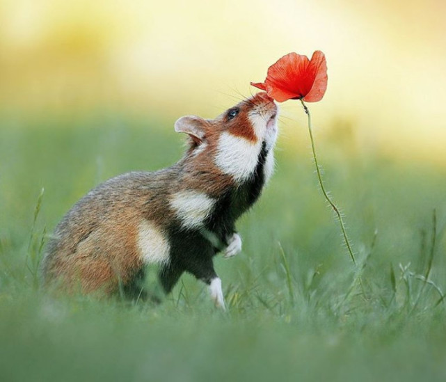 朵朵鲜花芳香四溢快来闻一闻