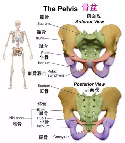 至腎穴外上方這一段,由下而上依次為骶1至骶5,骶骨上連腰椎,下接尾骨