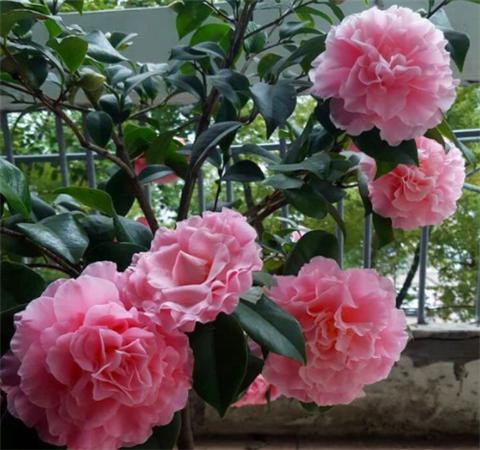 养茶花,夏天做1件事,冬天花开满树,越开越大