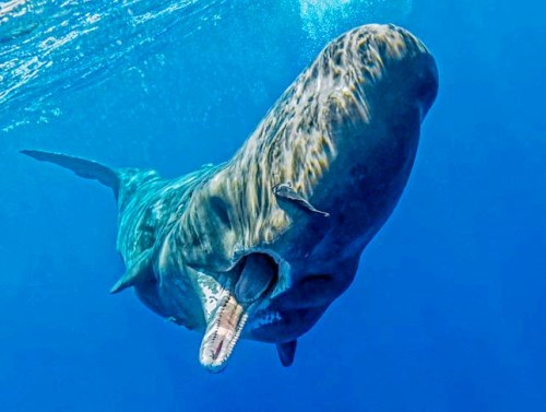 抹香鲸垂直睡觉,画面惊恐,简直像海洋中的"恐怖巨石阵"