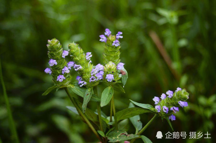 这几种草在乡村随处可见 但却有各自的药用功效 您认识几种