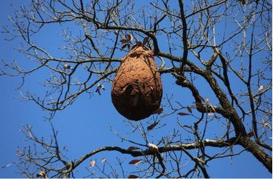 蛇,八月马蜂惹不得什么意思?有道理吗?