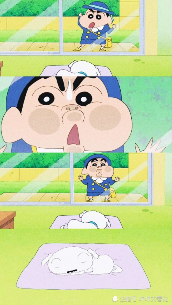 呆萌 新酱 小白 壁纸 我眼里只有你 你的大脸让我看不到别人