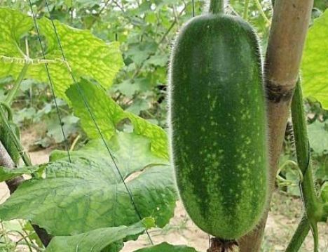 农民种植的迷你 冬瓜 花谢后7天就能采收 夏季炖汤喝正合适