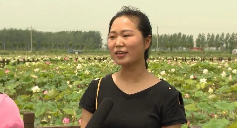 涡阳曹市"红色辉山"荷塘景色美 旅游好去处