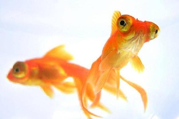 到底什么是健康的金鱼 看它的眼睛 外表吗