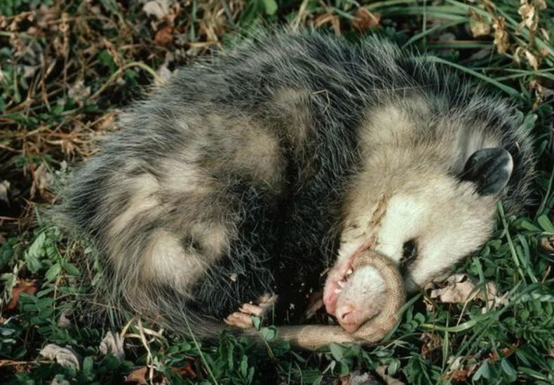 世界上最会装死的动物,连天敌都被它欺骗,这演技我给100分!