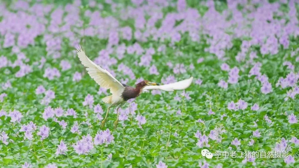 独守方塘等鱼来,漠漠水田飞群鹭