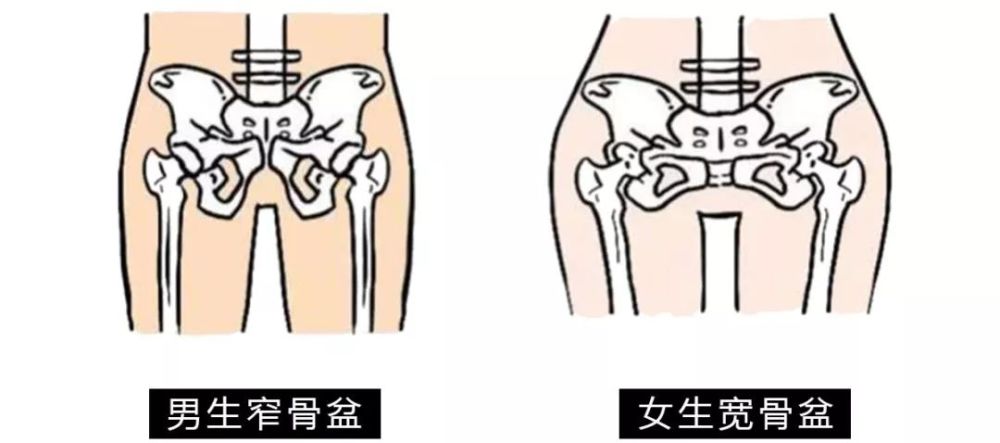 男性的骨盆天生比女生的窄从身体结构来说比如说得出来的结论研究了无