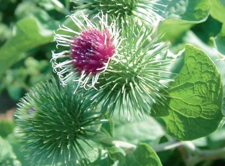 夜读 绝不低头的牛蒡花 你见过吗