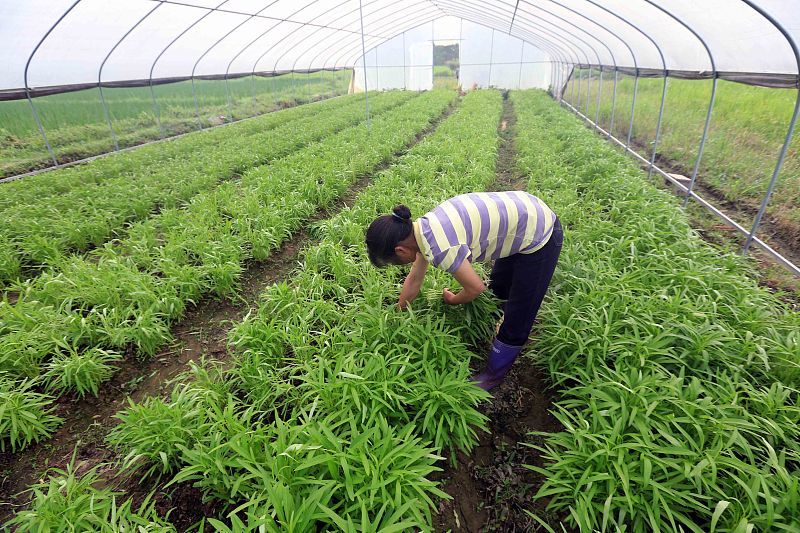 七月份还能种植空心菜 按这4点种植 空心菜发芽快 长得好