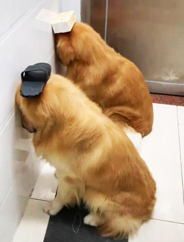 3只狗狗正在拆家 被主人抓个正着 泰迪犬满脸委屈 我是被逼的 腾讯网