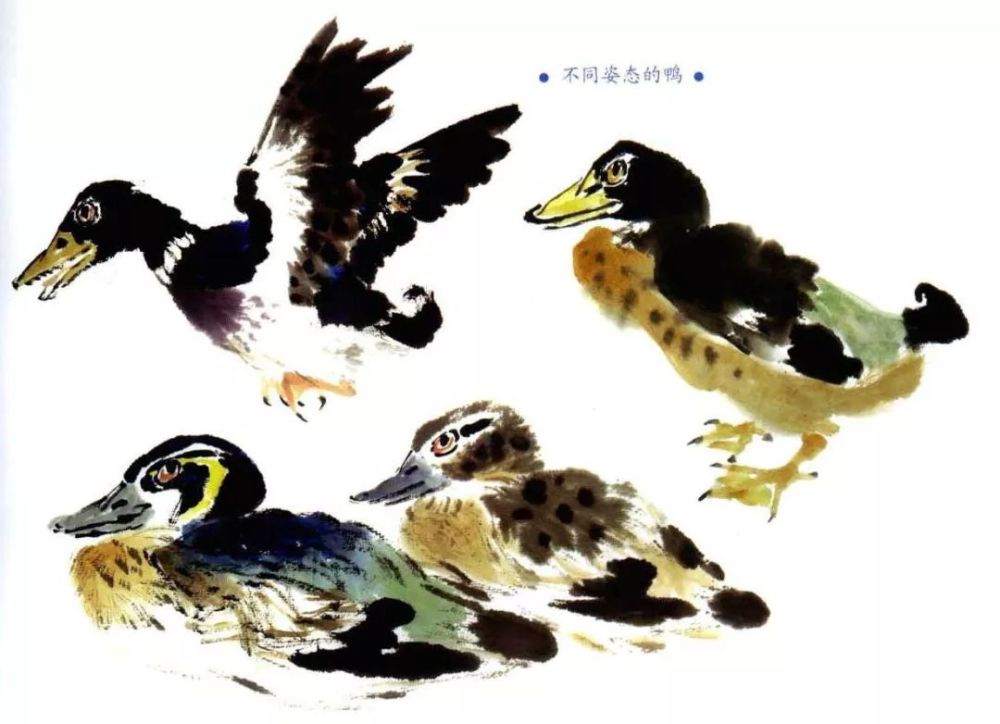 国画禽鸟:鸭子画法