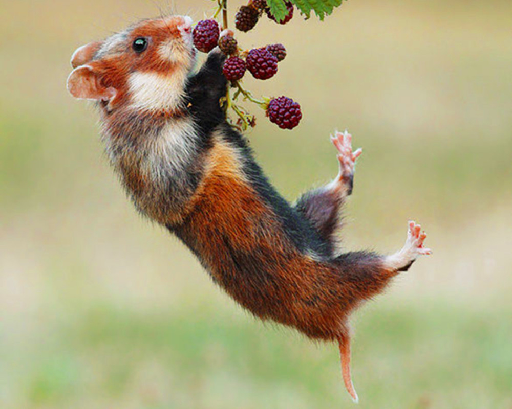 99以上干支辰性格 数年で最も興味深い壁紙壁紙新日本a