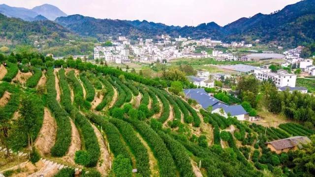 我们向往的乡村,走进上犹恩嘉民宿,赏茶园,体验漂流,小火车