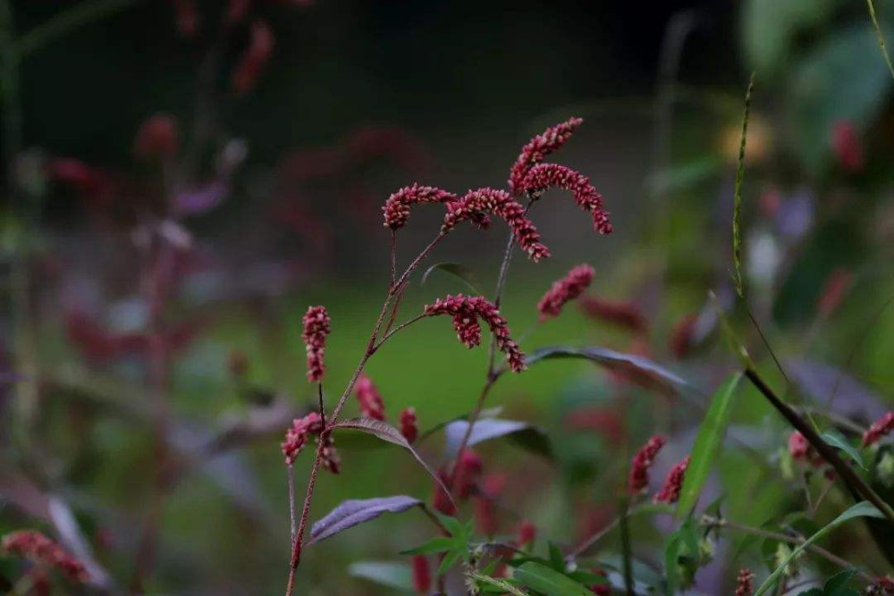 水里长出的这野草 一开就是一堆花穗 紫莹莹好飘逸