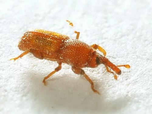 粮食中的米象它们一生只吃粮食不喝水为何不会渴死