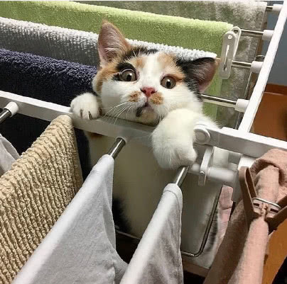 猫咪把衣架当单杠,搞怪表情让人笑翻,猫咪:我快撑不住了