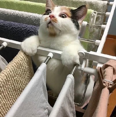 猫咪把衣架当单杠,搞怪表情让人笑翻,猫咪:我快撑不住了