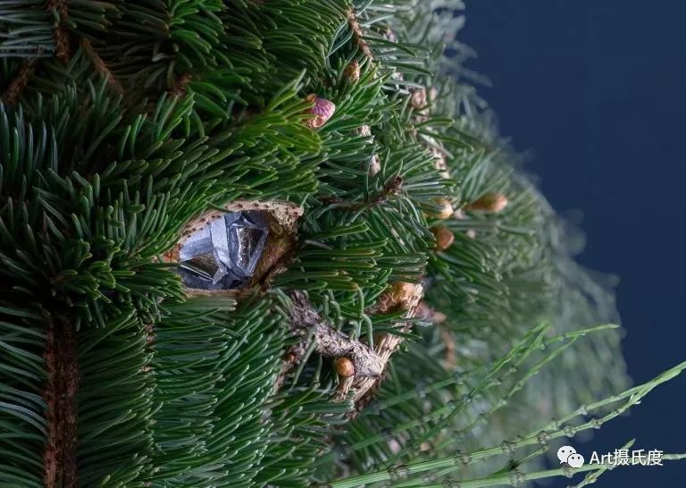 日本艺术家rakuinoue用花瓣 植物构造一个动物世界