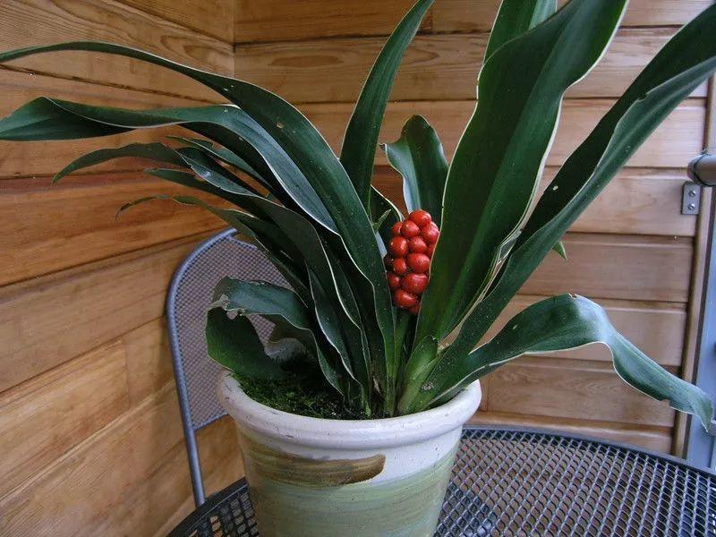 这15种 吉祥花 寓意满满 养一盆日子越过越顺心