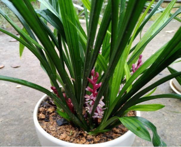 这15种 吉祥花 寓意满满 养一盆日子越过越顺心