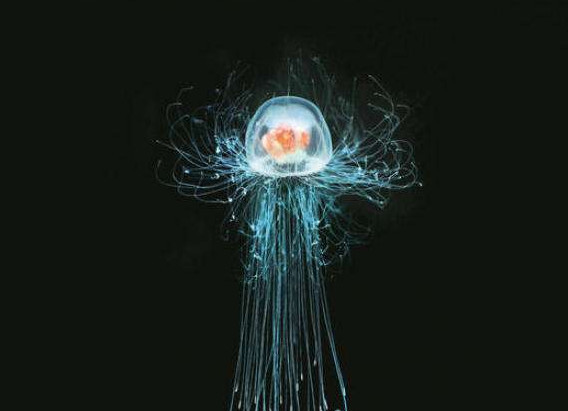 灯塔水母是一种小型水母.