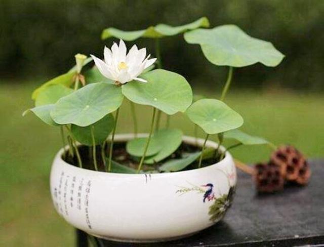 清凉夏日 水培植物少不了这6种 养一盆可送给爱的人