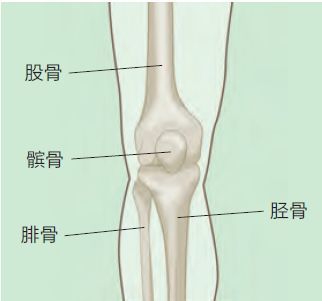 膝關節是我們身體中最複雜的關節之一,它由兩個關節共同構成——脛骨