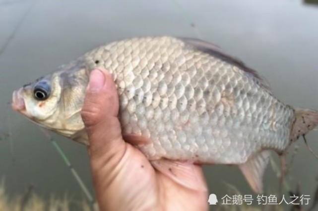 钓鱼选位有玄机 鱼真的都 藏 在下风口 看完答案才知不简单 腾讯网