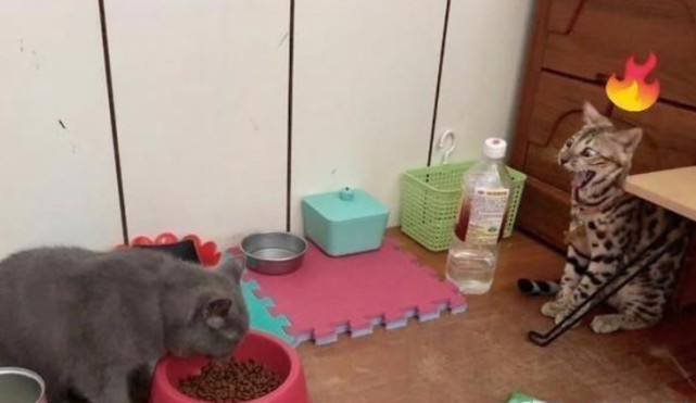 腾讯内容开放平台