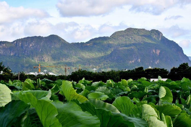 普阳八景之"城畔荷风",遗世独立而洁白火红