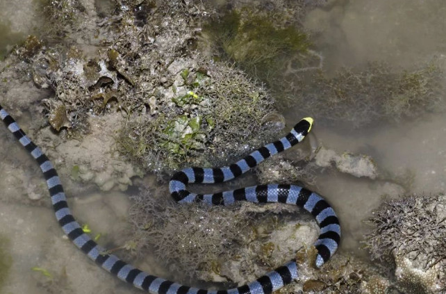 世界上毒性最强的10大海蛇,它的毒性称