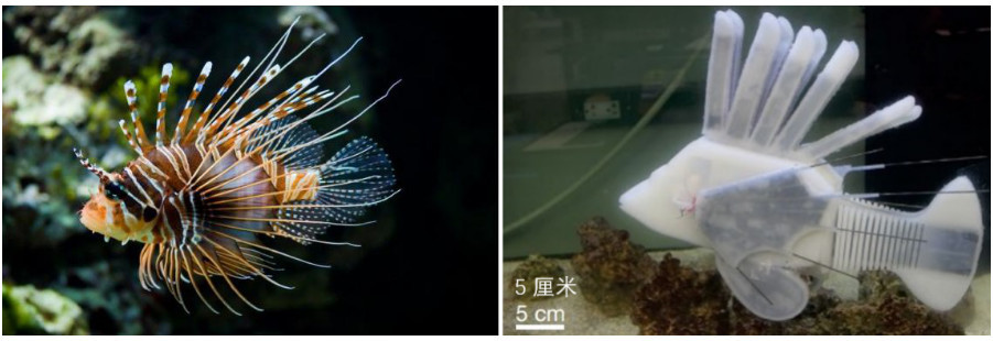 不靠电池靠血液这条仿生机器鱼有什么特别之处