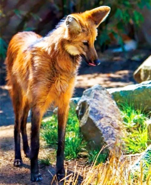 它是犬科动物中的大长腿,站立就像踩高跷,走路姿势令人哭笑不得