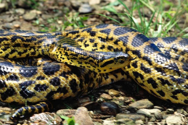 腾讯内容开放平台