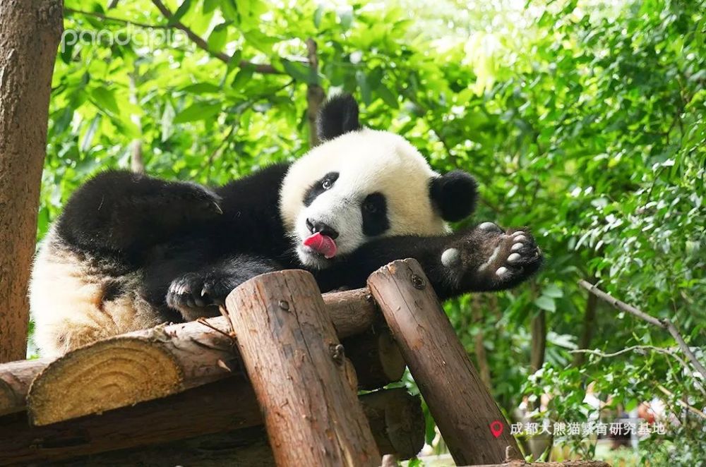 你永远叫不醒一只装睡的熊猫,除了食物!