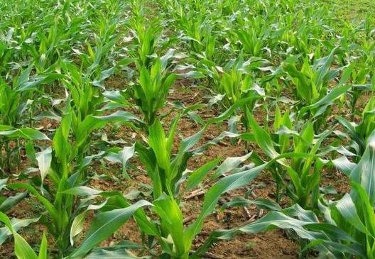 玉米苗发生药害 减产严重 应如何解决 建议用这4个方法