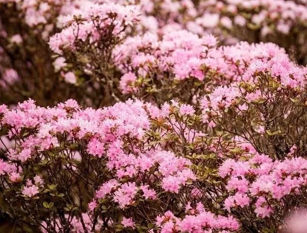 你信不 盐边这个地方的索玛花 从四月开到了七月 杜鹃花 索玛花 格萨拉 景区