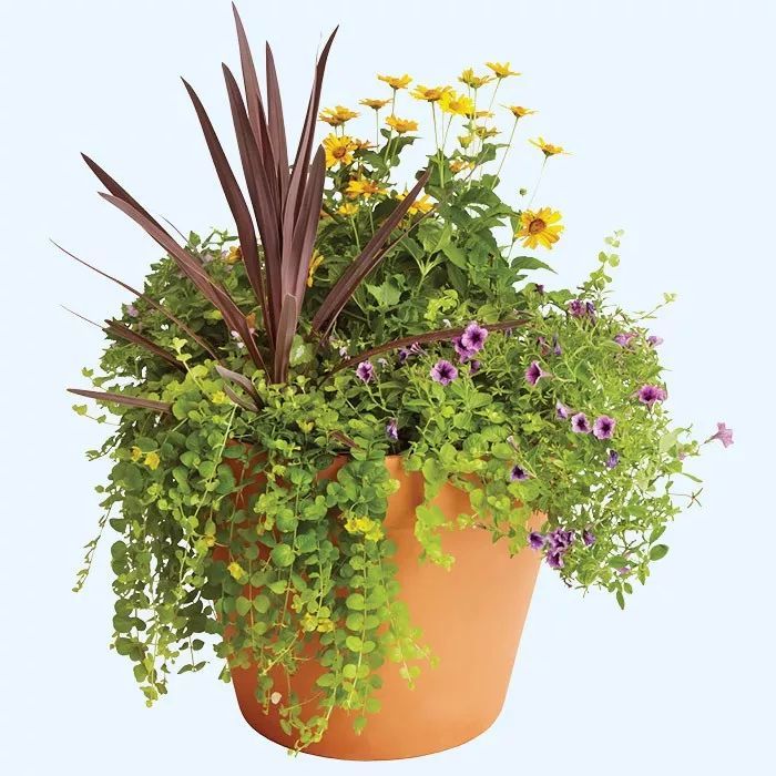 10个创意的组合盆栽,养一盆就能变成植物景观,阳台上也能养好