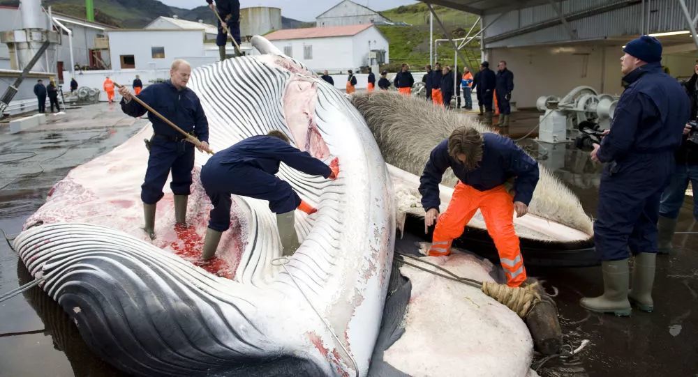 俄罗斯捕鲸