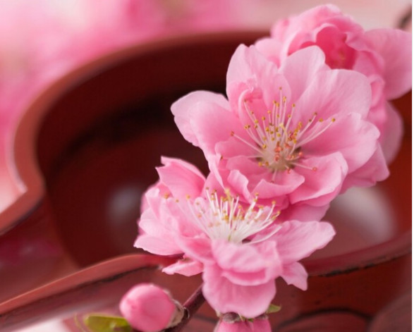 塔罗占卜:选出你最喜欢的桃花?测你近期