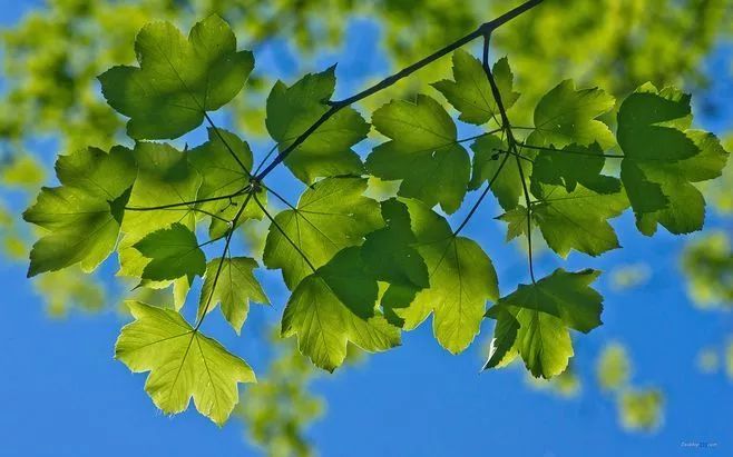 夏感