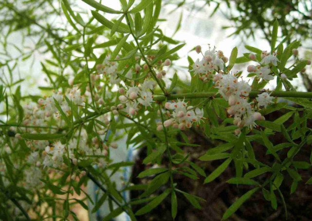 这种叫"天门冬"的药材,过去当杂草锄掉,如今50元一斤