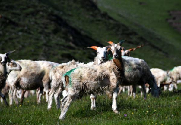草原上的五彩羊
