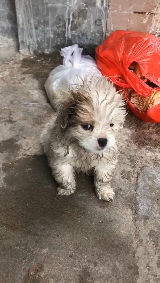 垃圾堆上的小流浪狗,身上脏兮兮,让人感觉可怜又心酸