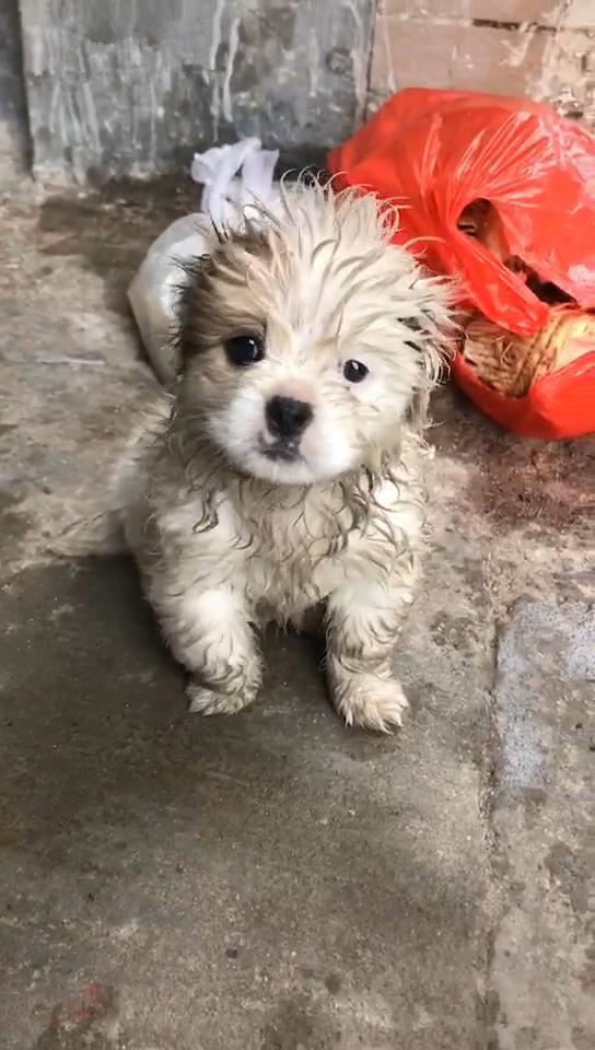 垃圾堆上的小流浪狗,身上脏兮兮,让人感觉可怜又心酸