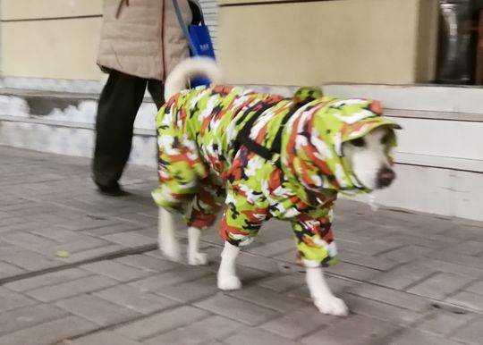 今日大雪刮风下雨冷飕飕狗狗穿上防寒服全副武装