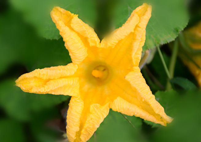 南瓜全身都是宝 叶子和花都非常美味 可惜很多人不懂