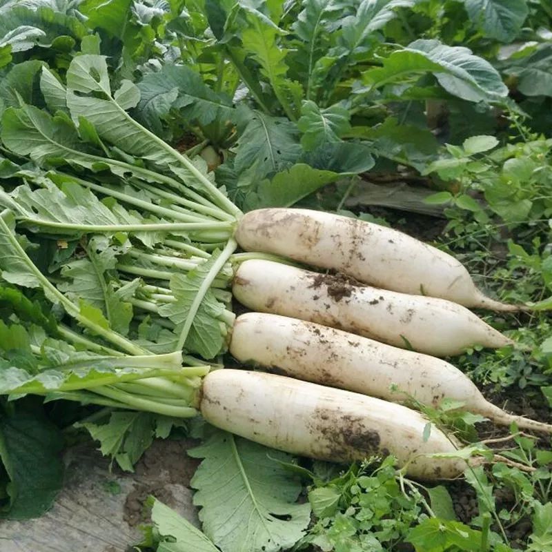 【爱农优选】农户夏秋种植萝卜,选择这个偏耐热品种可试种下,产量高